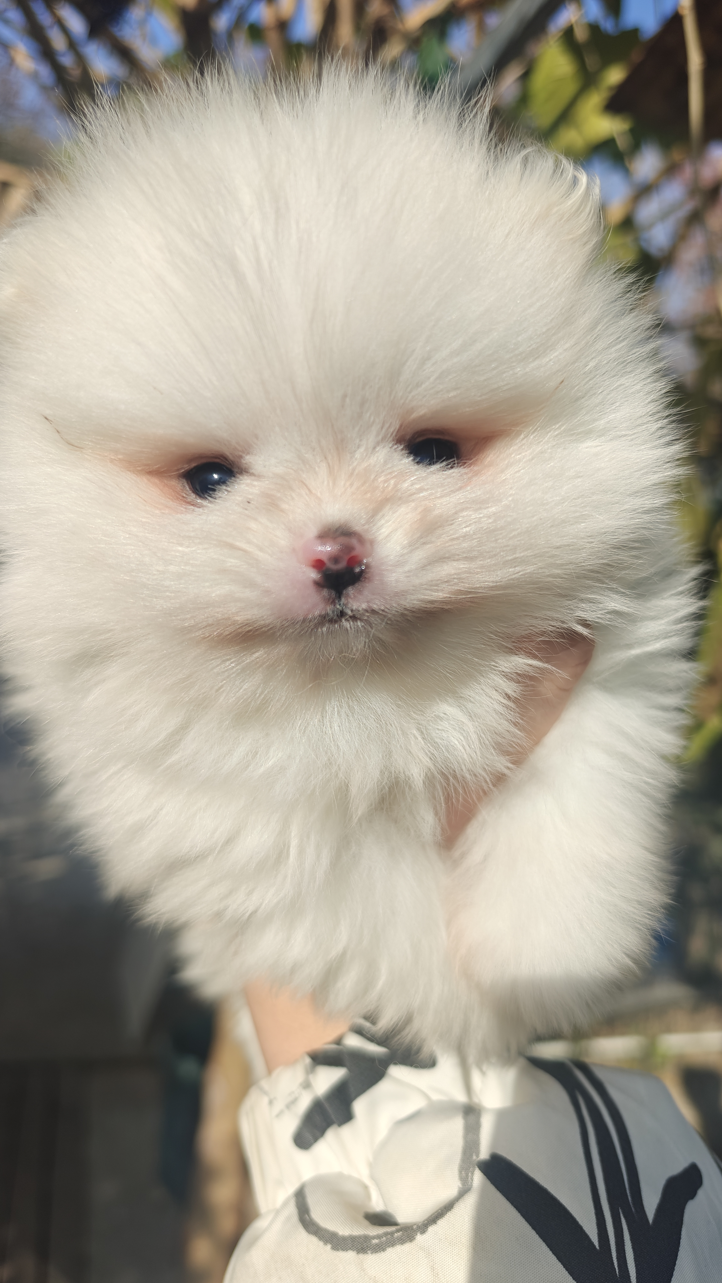 博美45天，有喜欢的带走吧